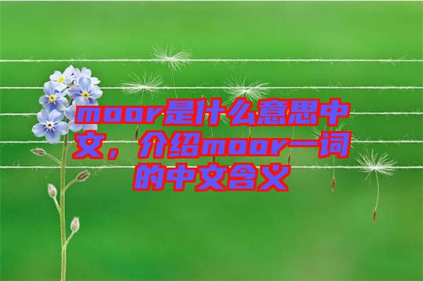 moor是什么意思中文，介紹moor一詞的中文含義